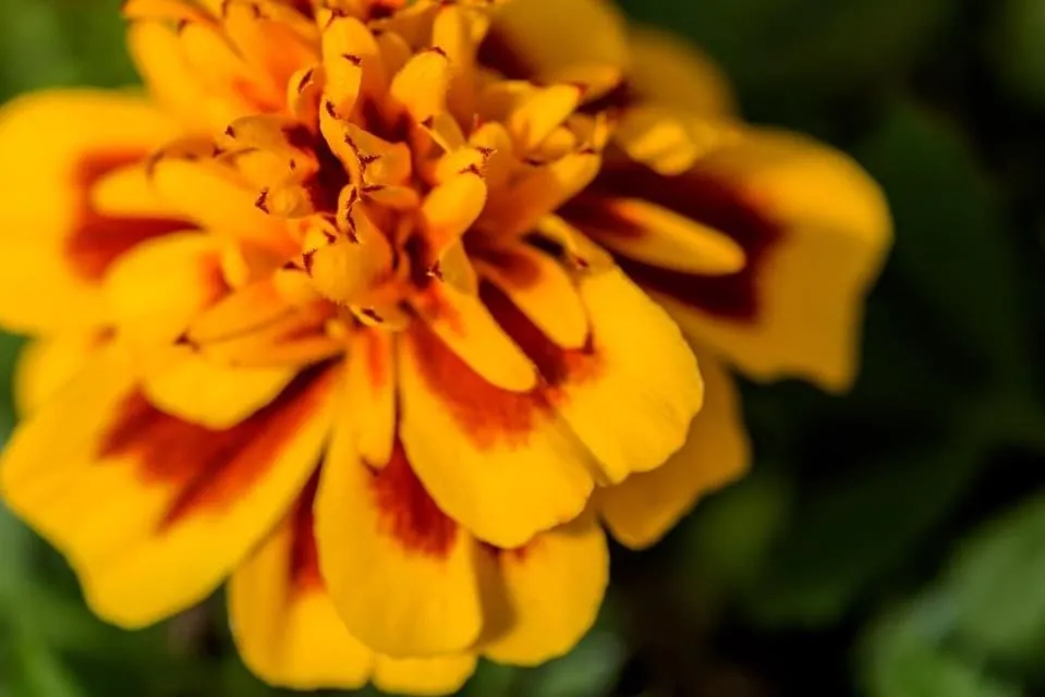 Trusted landscape installation in Montgomery City, MO by Yardbirds Greenhouses