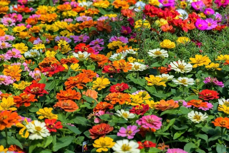 Affordable outdoor landscaping for outdoor upgrades across Montgomery City, MO - Yardbirds Greenhouses