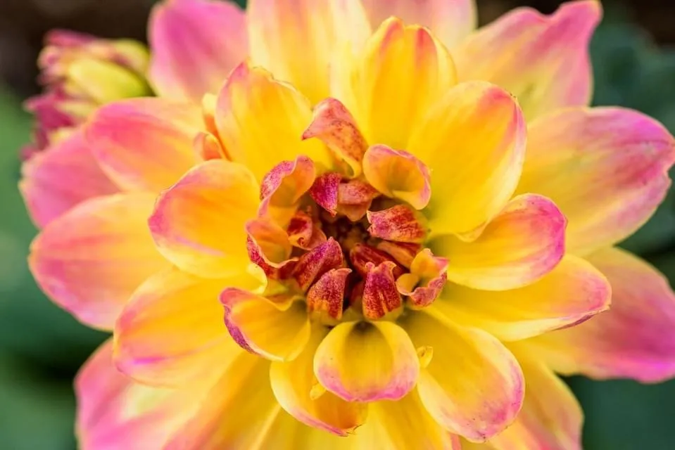 Professional yard maintenance for homes in Montgomery City, MO by Yardbirds Greenhouses