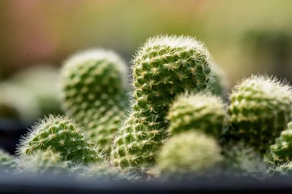 Yardbirds Greenhouses
