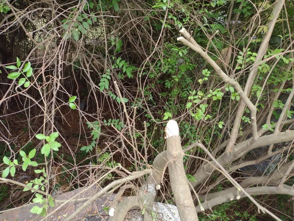 Expert lawn care service for homes in Richmond, VA by YardBirds Property Maintenance