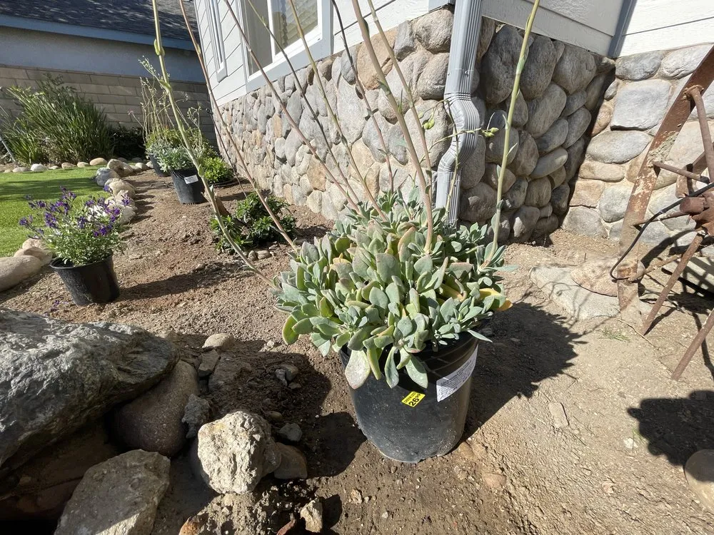 Professional lawn mowing service for outdoor upgrades in Santa Susana, CA by Yardbros