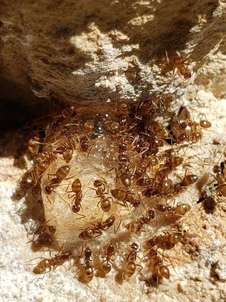 Professional landscape installation in Austin, TX - YardDoc