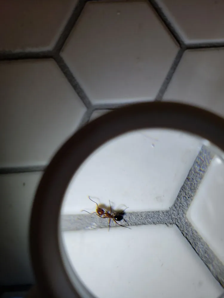 Professional landscaping services for beautiful yards in Austin, TX by YardDoc