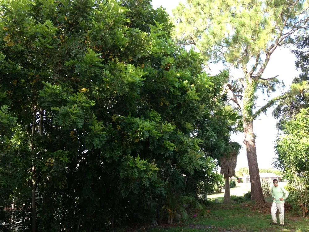 Expert landscape installation in Englewood, FL by Yarden Lawn Care, LLC