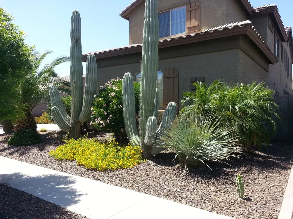 Professional yard cleanup service in Surprise, AZ by Yardfellaz Landscaping LLC
