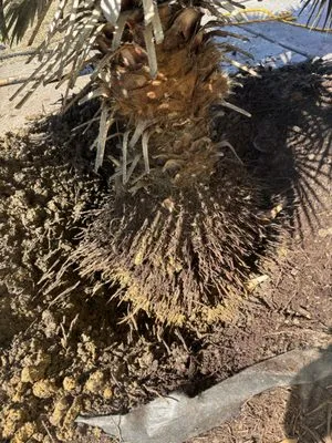 Yardie Care Plus Logo