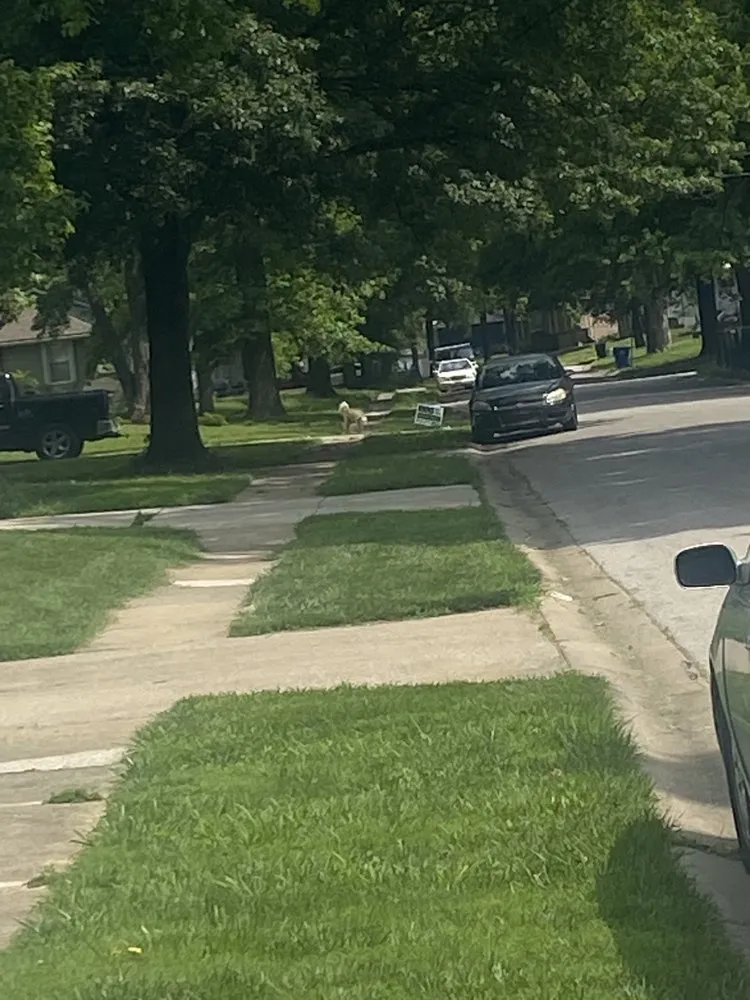 Trusted lawn mowing service for homes in Kansas, MO by Yardie Men’s