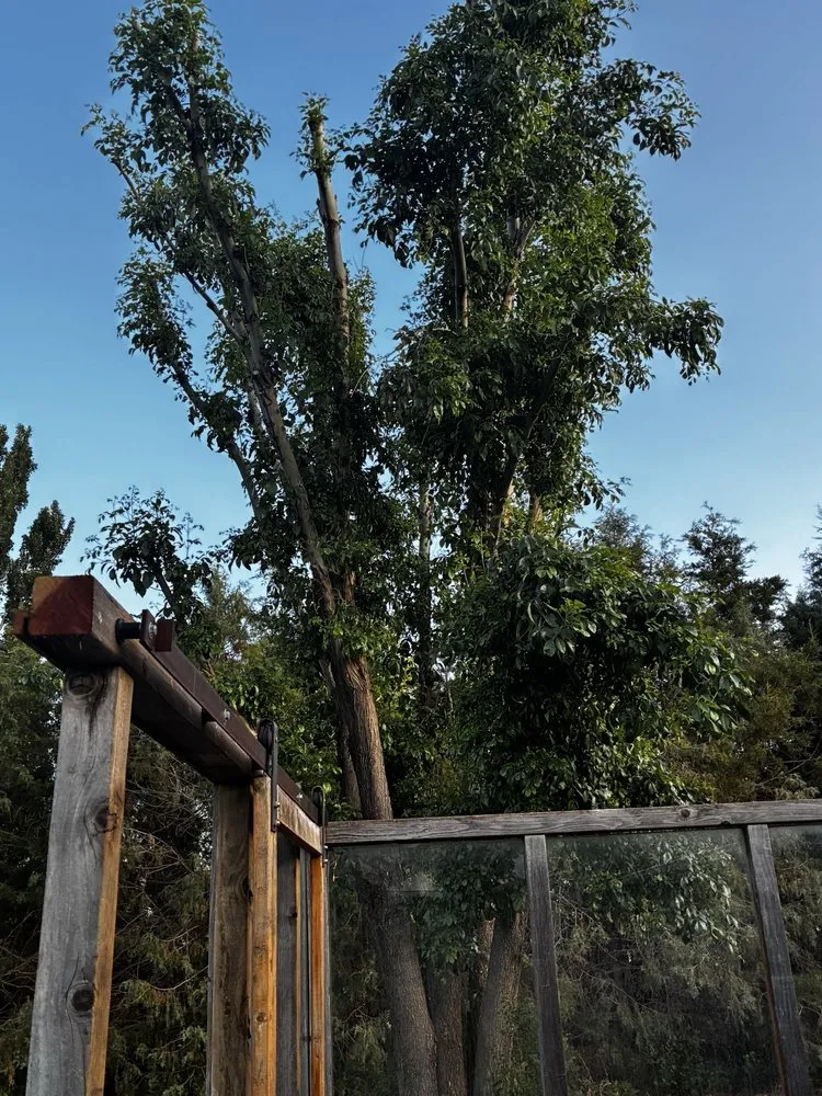 Local landscape installation in Cedar City, UT by Yardley Tree Service