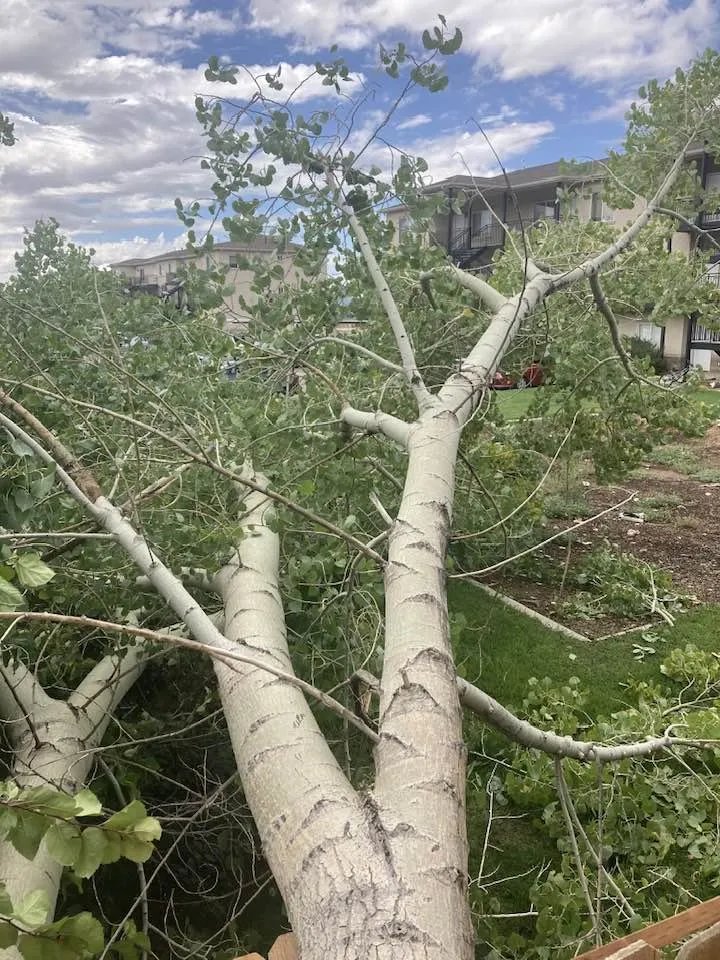 Affordable yard cleanup service with custom design in Cedar City, UT by Yardley Tree Service