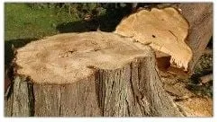 Professional yard cleanup service experts serving Cumberland, MD - YARDMAN Services