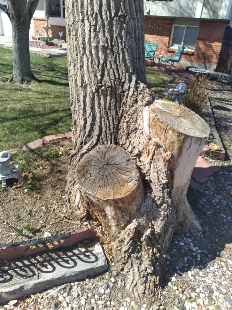 Local landscape design in Brighton, CO - Yardmaster