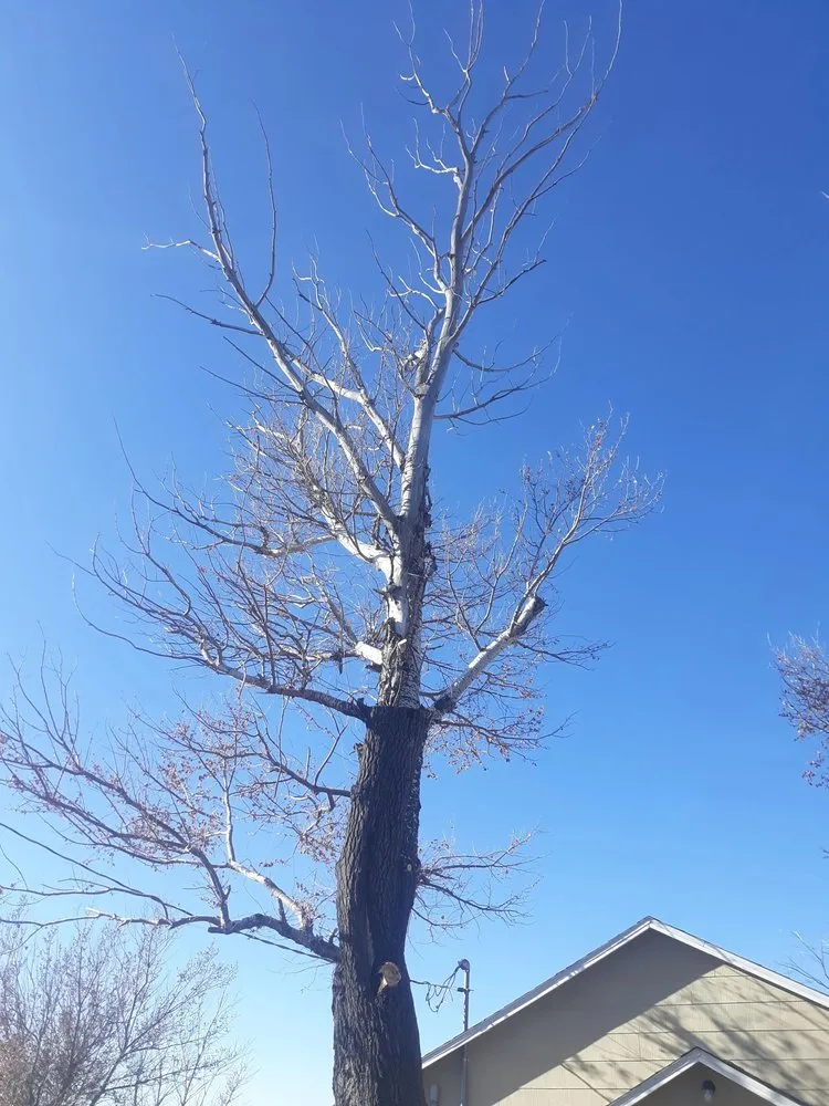 Affordable residential landscaping with custom design in Brighton, CO by Yardmaster