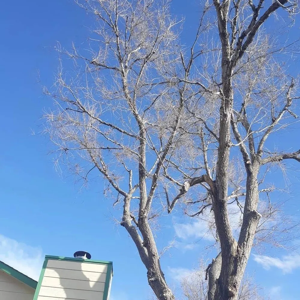 Custom yard cleanup service for beautiful yards across Brighton, CO - Yardmaster