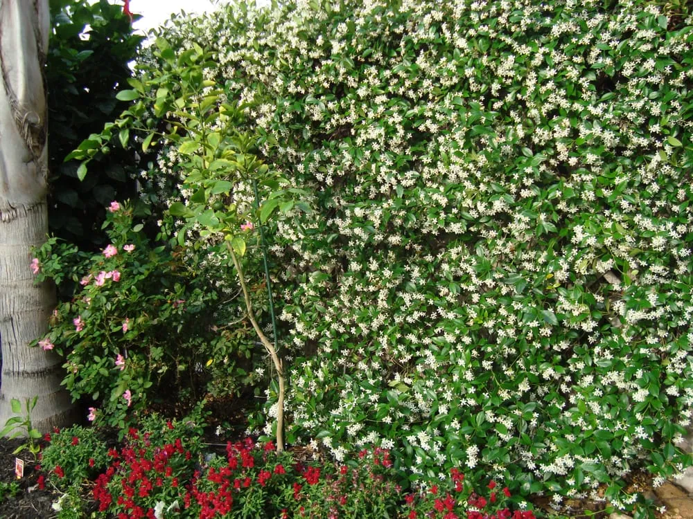 Professional garden landscaping in Cypress, TX by Yardmasters