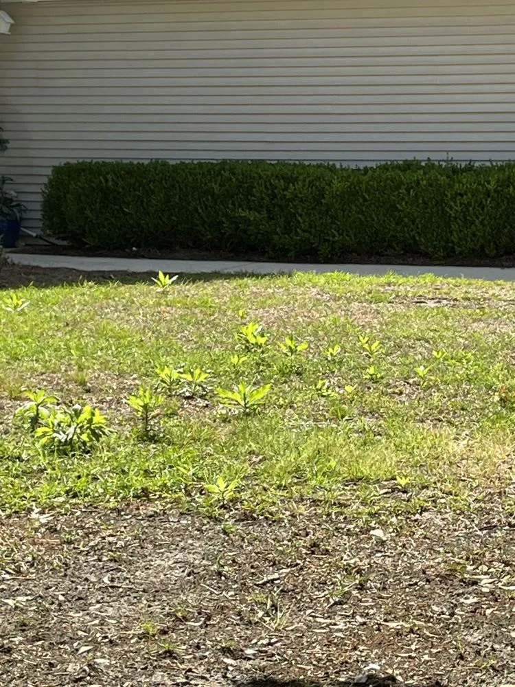 Trusted yard maintenance in Morrisville, NC by Yardnique