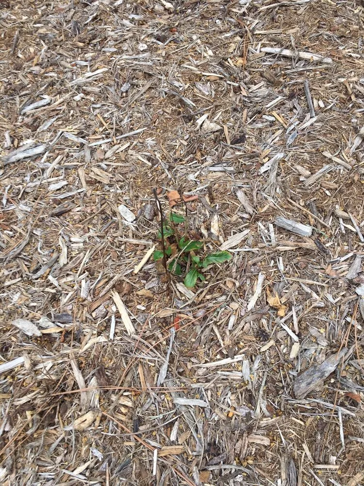 Top-rated residential landscaping experts serving Morrisville, NC - Yardnique