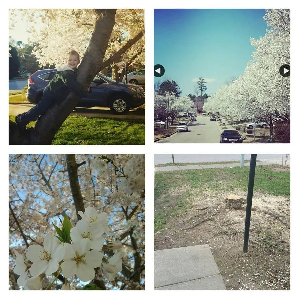 Expert residential landscaping for residential properties in Morrisville, NC by Yardnique