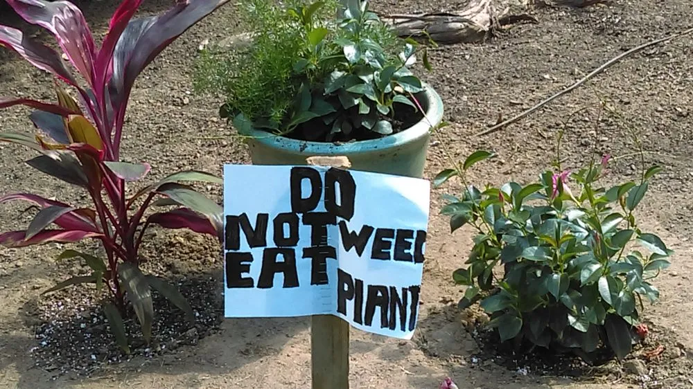 Professional garden landscaping with custom design across Morrisville, NC - Yardnique