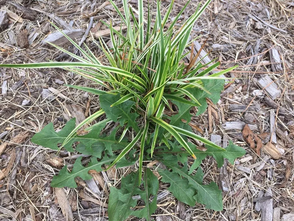 Reliable outdoor landscaping in Morrisville, NC by Yardnique