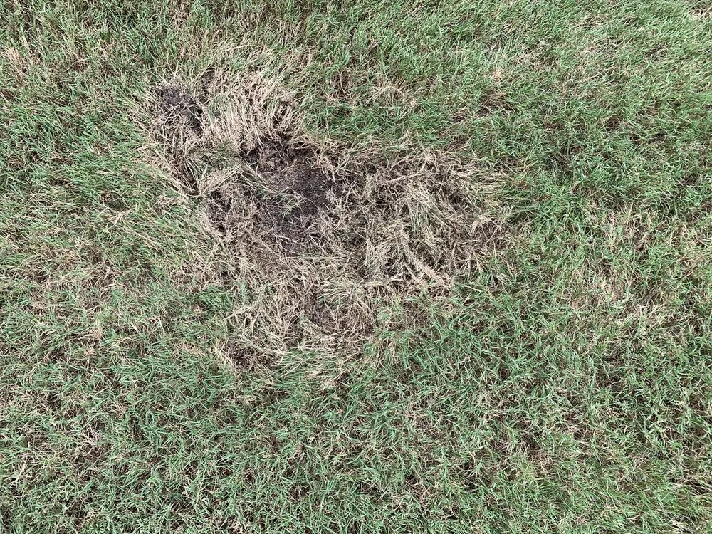 Reliable landscape installation with custom design across Morrisville, NC - Yardnique