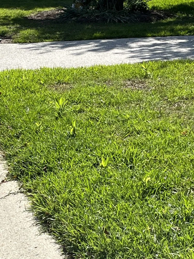 Top-rated landscape design in Morrisville, NC - Yardnique