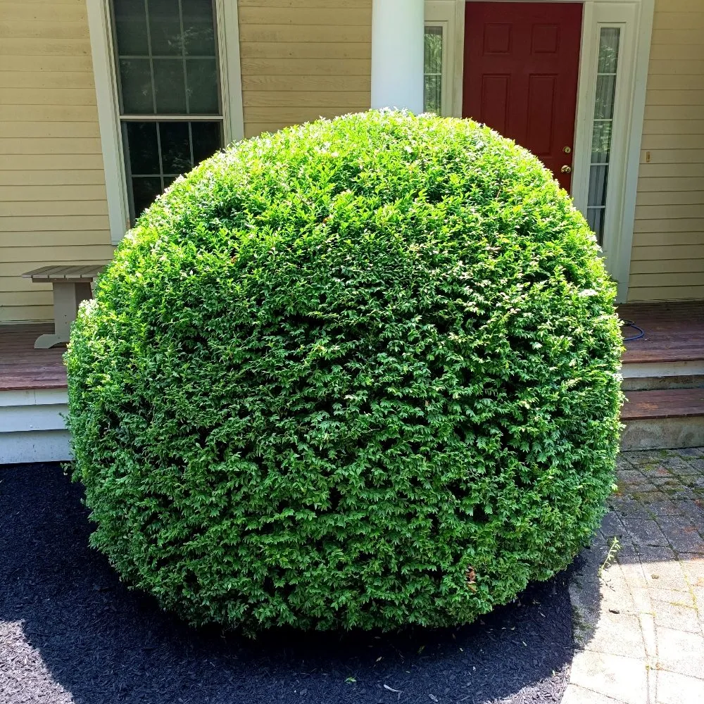Professional yard cleanup service near you across Pembroke, MA - YardRise Landscaping