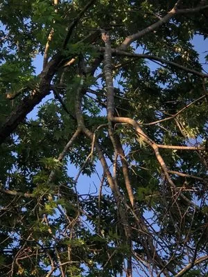 Yards & Farms Landscaping