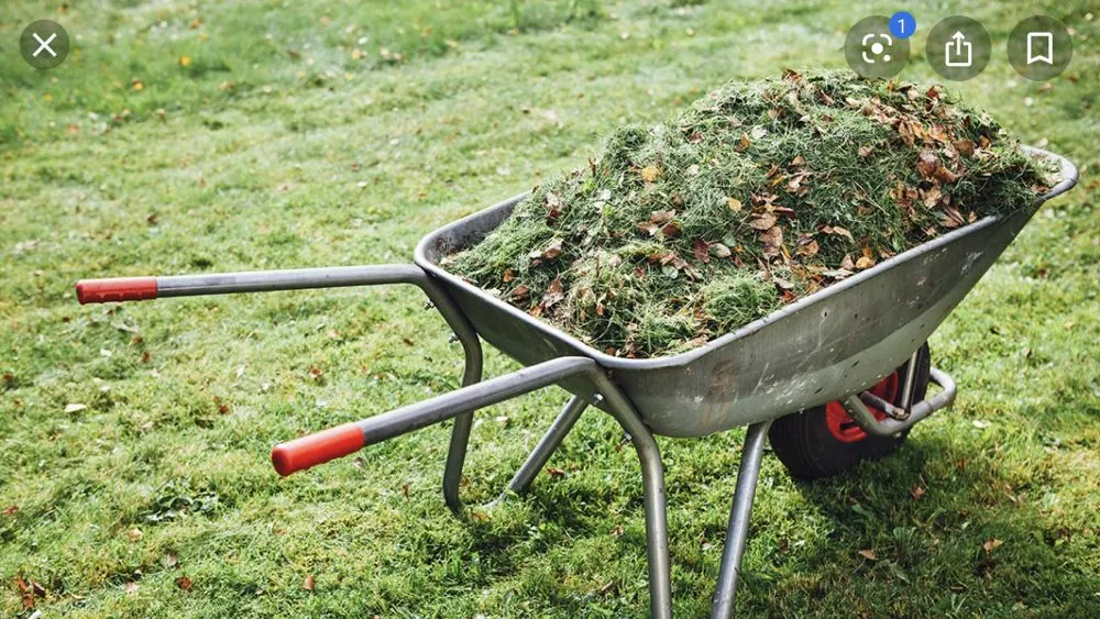 Top-rated lawn care service in Tallahassee, FL - Yards and More