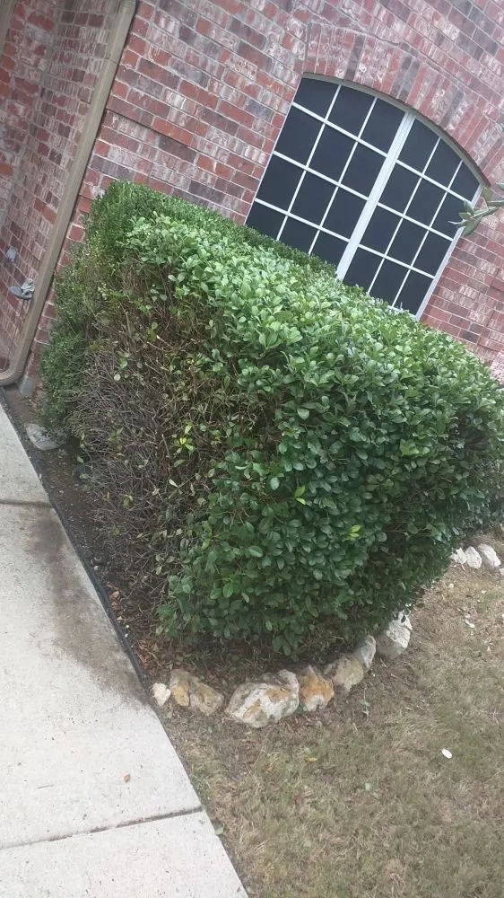 Affordable lawn care service in Hurst, TX by Yards by Dave