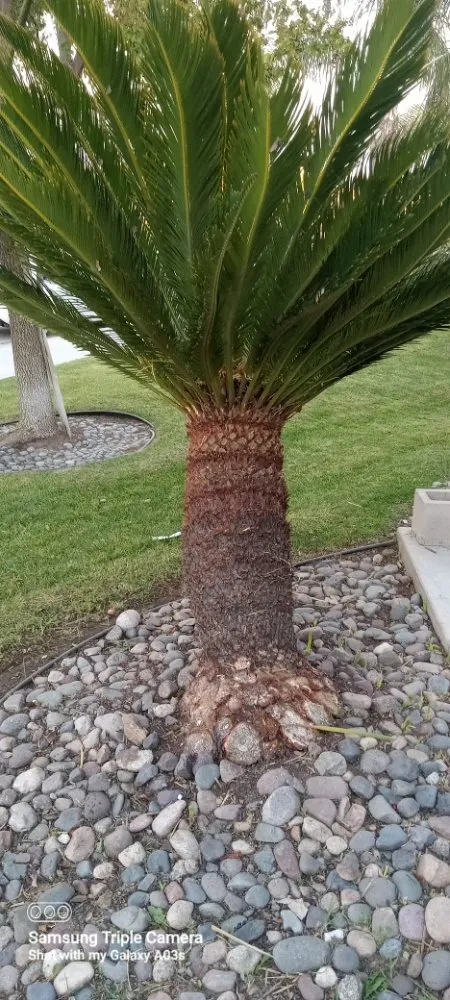 Trusted landscape design in Menifee, CA by Yards by Design