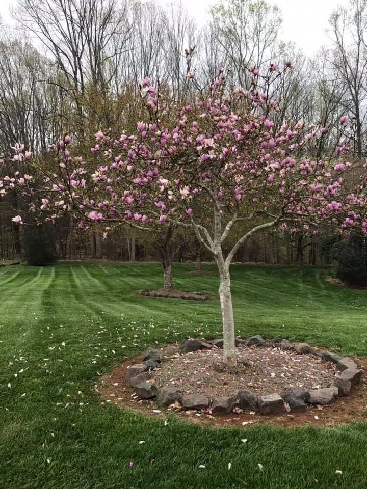 Local landscape installation for year-round maintenance across Pfafftown, NC - Yards By Us
