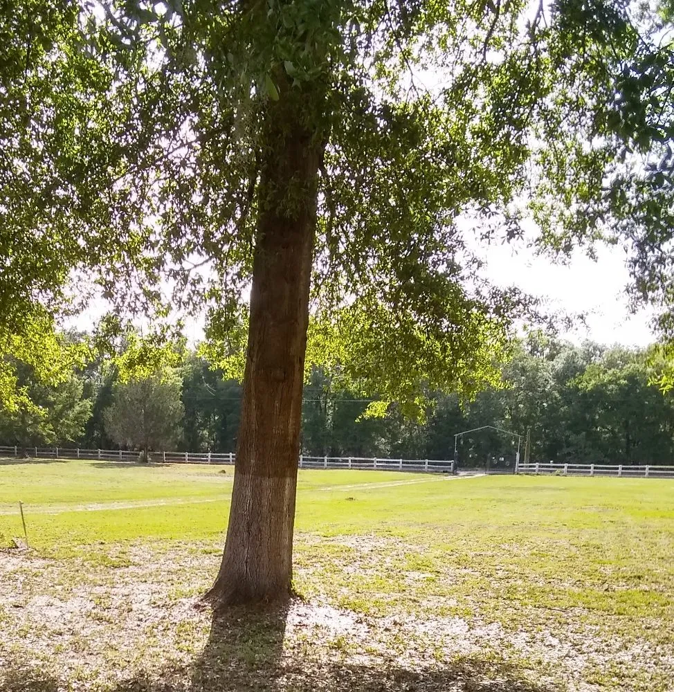 Top-rated lawn care service in Lake City, FL by Yards by William