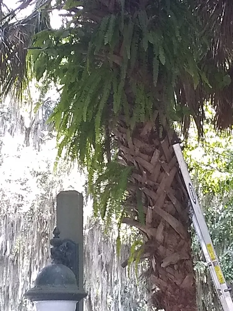 Custom residential landscaping for outdoor upgrades across Lake City, FL - Yards by William