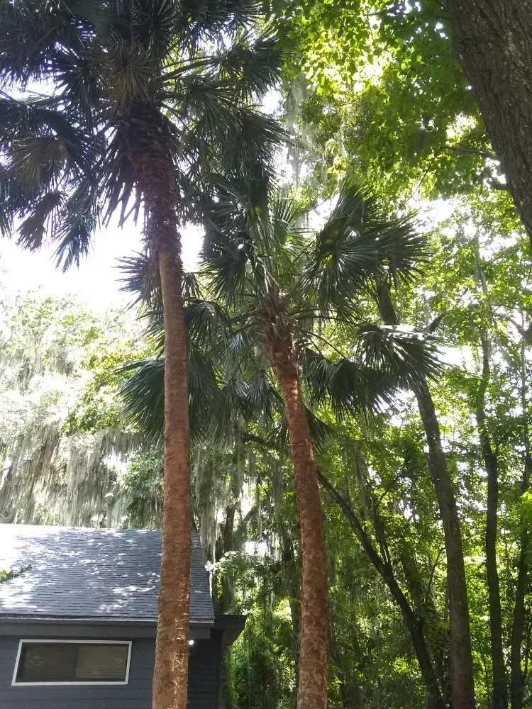 Expert landscaping services for beautiful yards across Lake City, FL - Yards by William