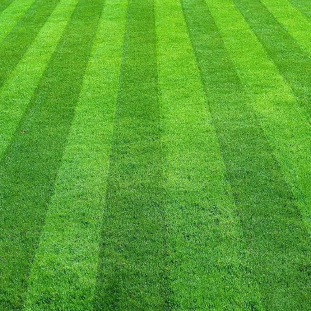 Professional yard maintenance near you across Lexington-Fayette, KY - Yards for Forty