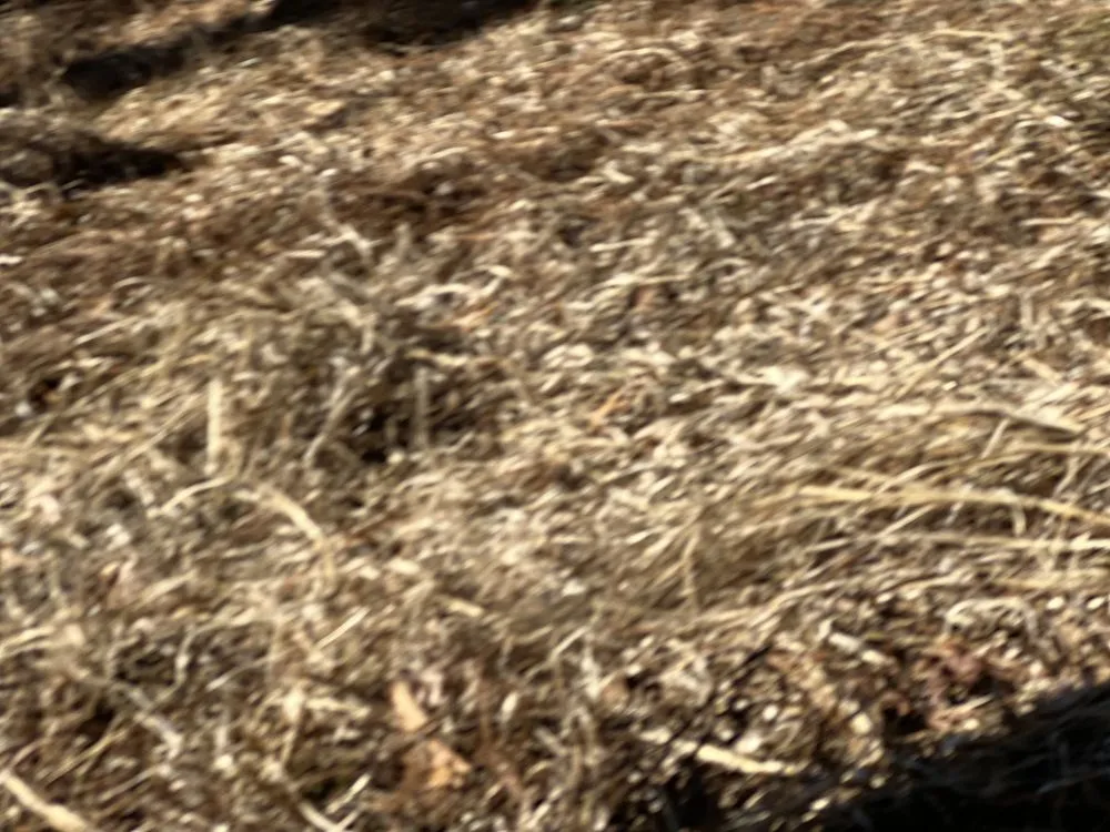 Reliable lawn care service in Bartlett, TN by Yards for paws