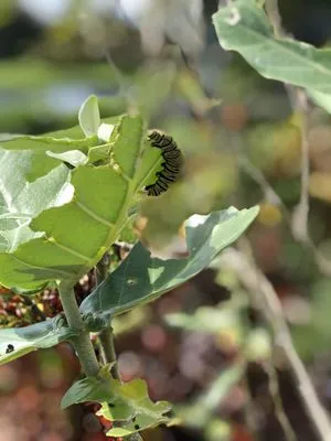 Yards Plus Landscaping