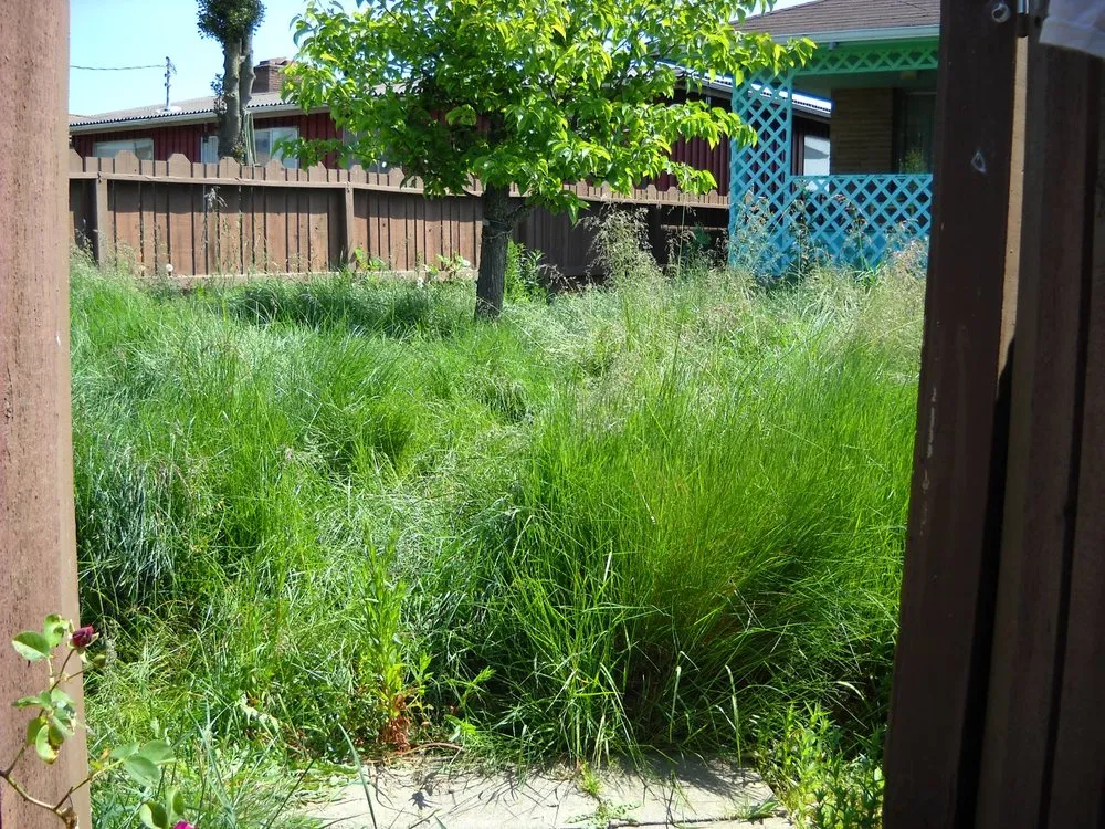 Affordable lawn mowing service in Seattle, WA - Yards R Us Since 1993