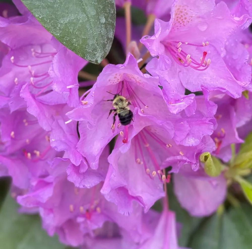 Affordable outdoor landscaping in New Milford, CT by YardScapes Landscape Professionals