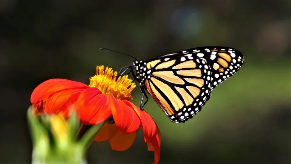 Local landscaping services for beautiful yards across New Milford, CT - YardScapes Landscape Professionals