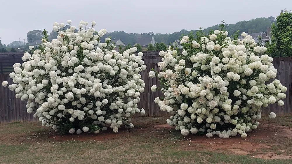 Professional landscape design in Statham, GA - Yardscapes Plus