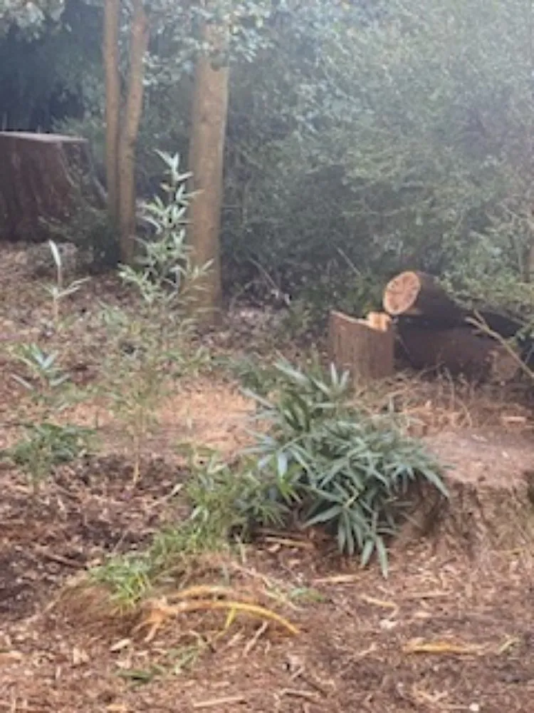 Custom garden landscaping in Henrico, VA by Yardvana