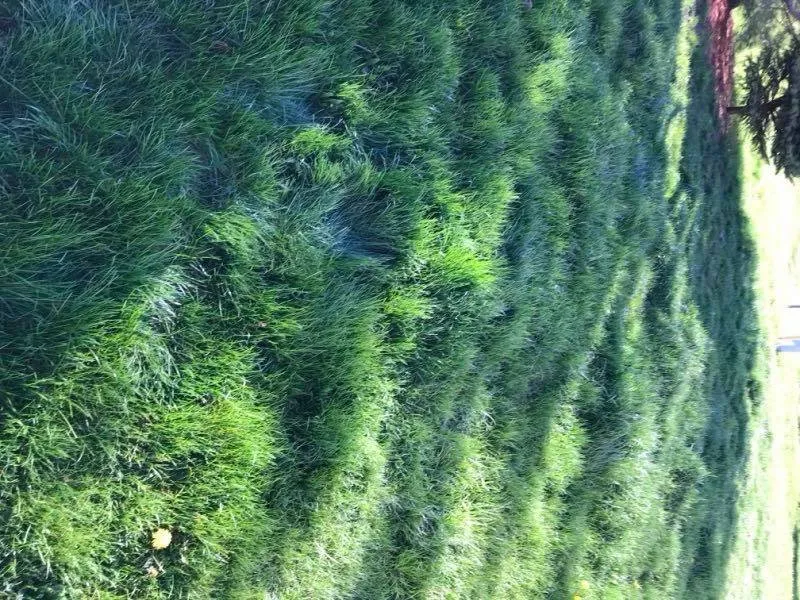 Expert garden landscaping for beautiful yards across Fishers, IN - Yardvarks Lawn Care