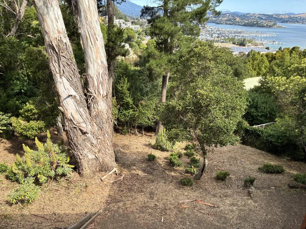 Top-rated lawn mowing service for residential properties in Mill Valley, CA by Yardwork Landscaping