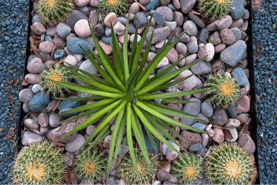 Top-rated lawn care service for beautiful yards in Austin, TX by Yarrow Landscaping