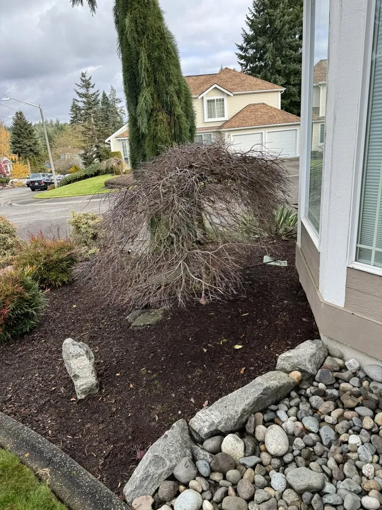 Professional outdoor landscaping in Kent, WA - Yaya Lawn Care Services