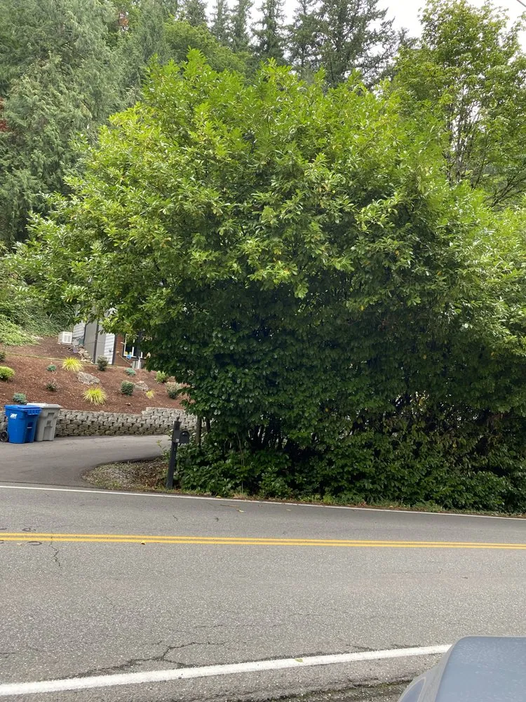 Professional yard cleanup service in Kent, WA - Yaya Lawn Care Services