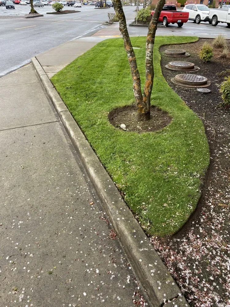 Professional yard cleanup service in Kent, WA - Yaya Lawn Care Services