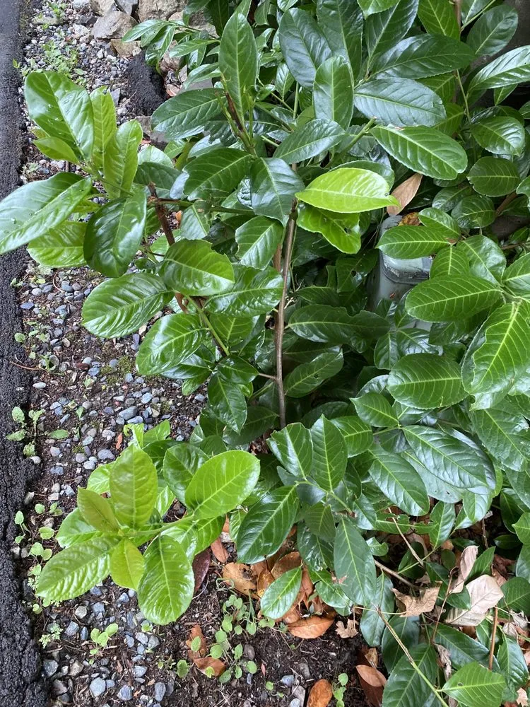 Affordable lawn mowing service for beautiful yards across Kent, WA - Yaya Lawn Care Services